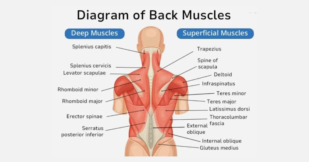 Muscles worked in the lat pulldown.