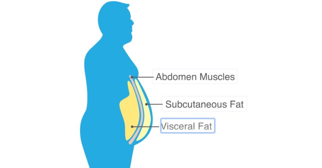Body Fats (How You Store It)

