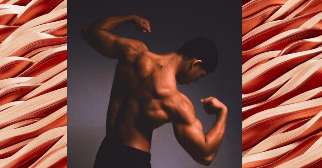 Muscle Fibers Muscle Fibers