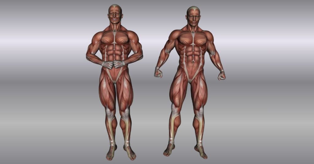 What Exactly Is the Muscular System?