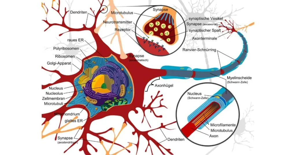 What Exactly is the Nervous System