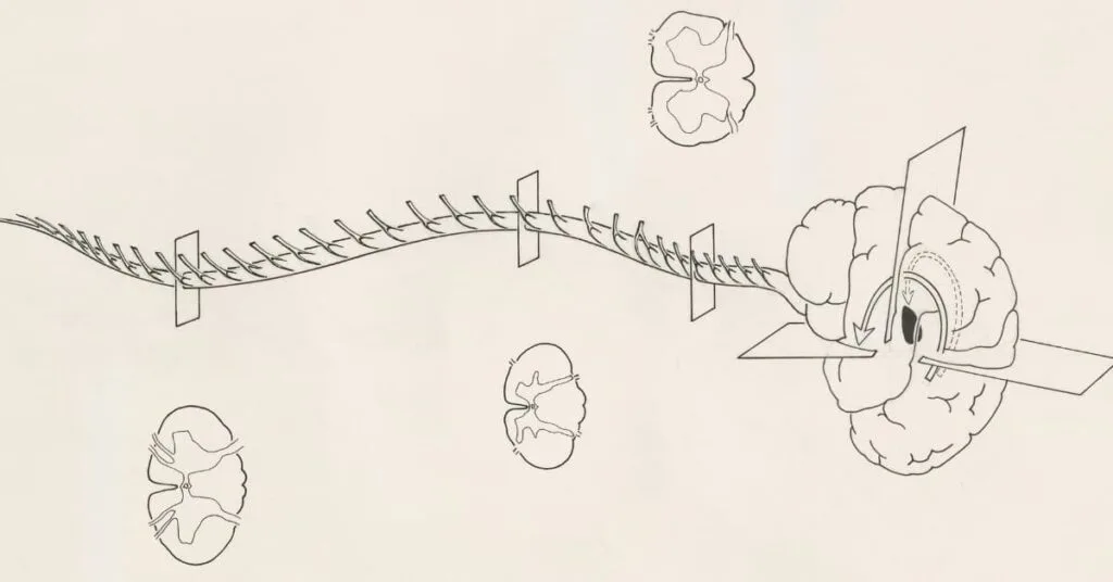 The Central Nervous System (CNS)