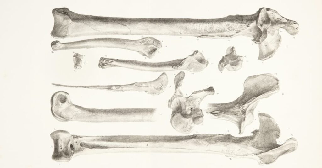 The Different Types of Bones The Different Types of Bones