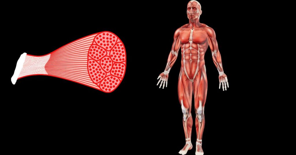 The Fiber Comparison Table The Fiber Comparison Table