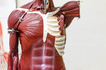 The Incredible Power Of Muscular System 3 Essential Types You Need to Know