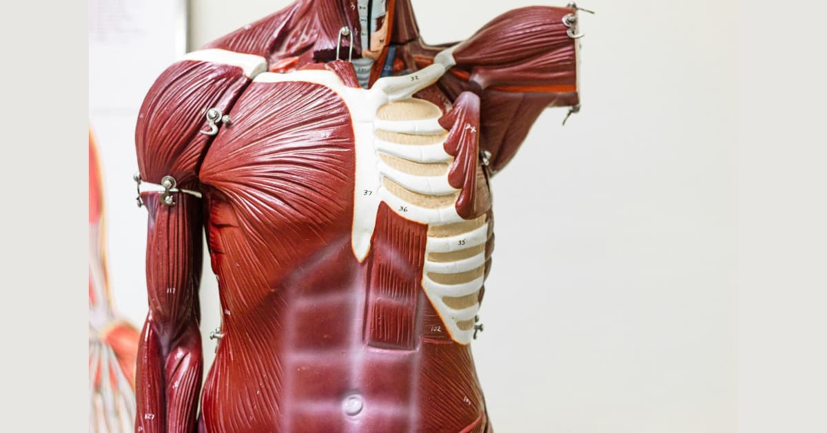 The Incredible Power Of Muscular System 3 Essential Types You Need to Know