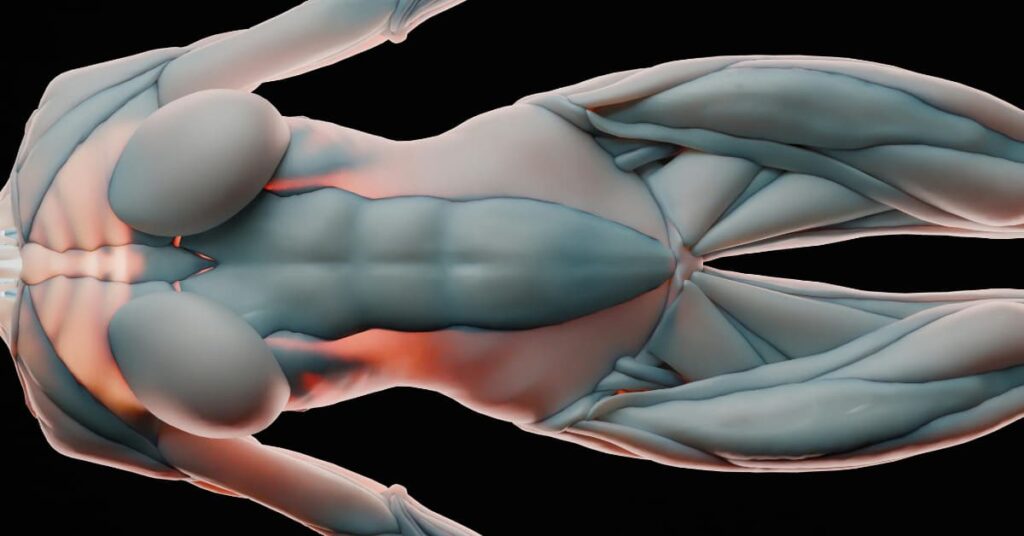 The Three Big Players: Types of Muscles