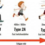 The Ultimate Guide to Muscle Fibers 9 Proven Facts for Better Results