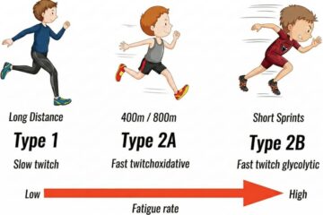 The Ultimate Guide to Muscle Fibers 9 Proven Facts for Better Results