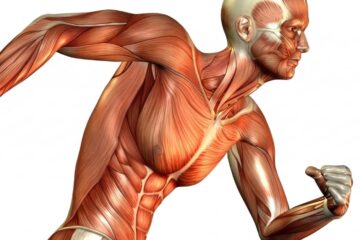 Unlock Peak Efficiency of Muscle Contraction 2 Powerful Contractions to Optimize Every Workout