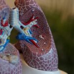 A Complete Guide to the Respiratory System 4 ways to Keep the System Healthy