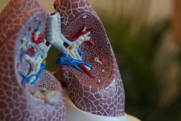 A Complete Guide to the Respiratory System 4 ways to Keep the System Healthy
