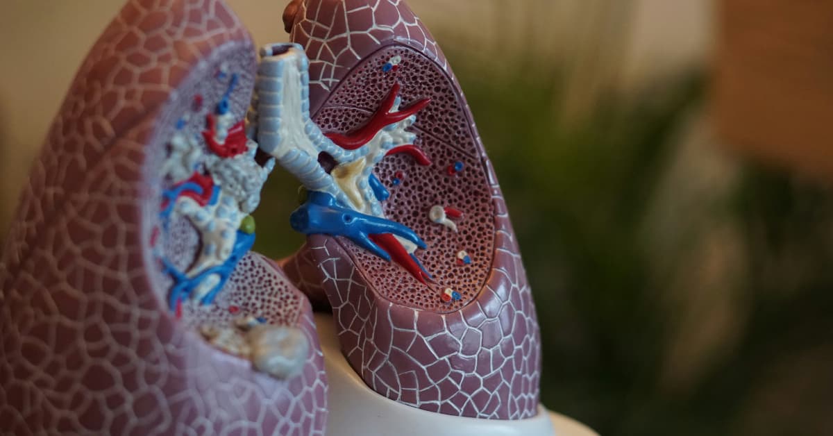 A Complete Guide to the Respiratory System 4 ways to Keep the System Healthy