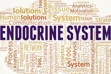 A Deep Dive into the Endocrine System 7 Important Things to know 