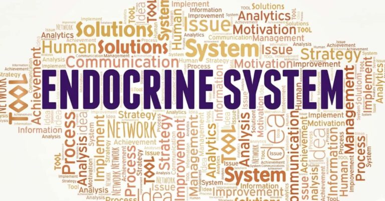 A Deep Dive into the Endocrine System 7 Important Things to know 
