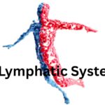 A Deep Dive into the Lymphatic System 5 ways to keep it healthy