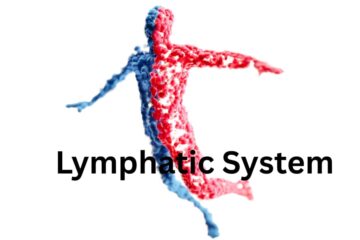 A Deep Dive into the Lymphatic System 5 ways to keep it healthy