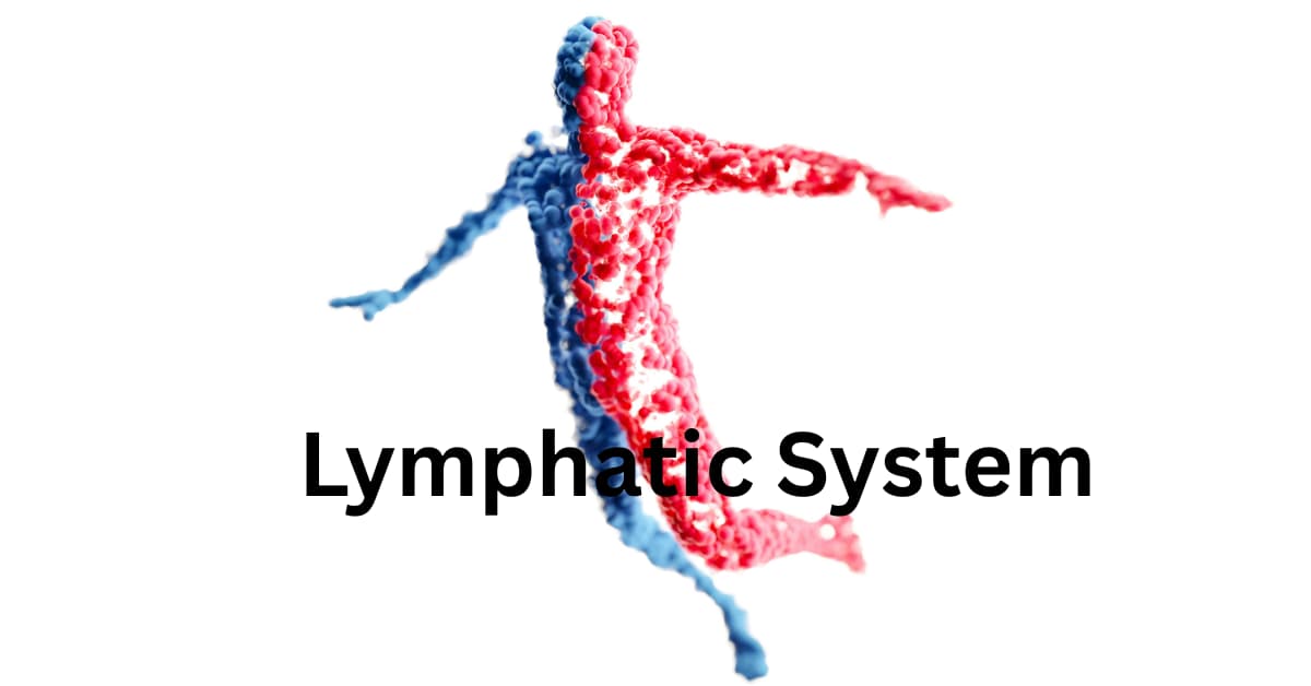 A Deep Dive into the Lymphatic System 5 ways to keep it healthy