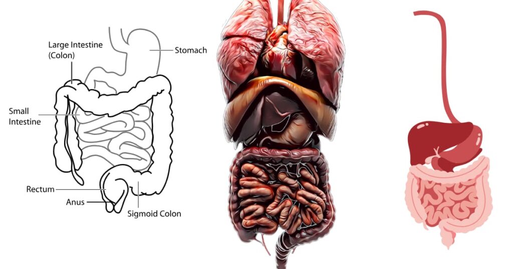 Digestive System Digestive System