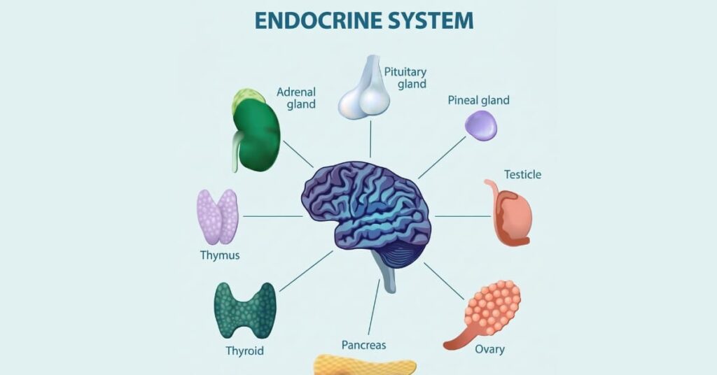 Endocrine System Endocrine System