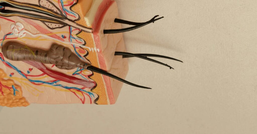 Integumentary System