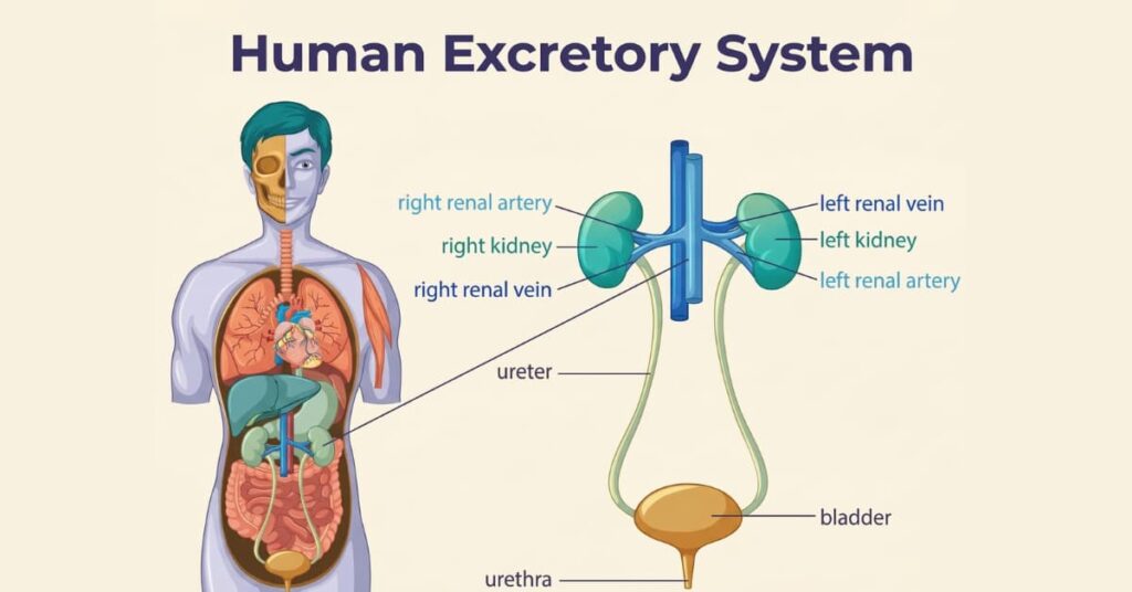 Meet the Team: Key Parts and Their Functions Meet the Team: Key Parts and Their Functions