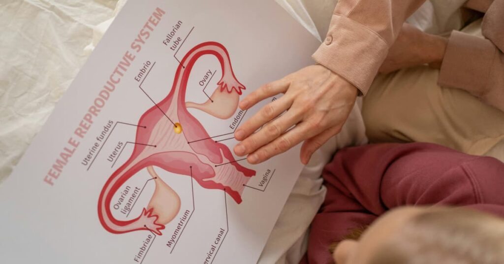 The Female Reproductive System: Hosting and Nurturing The Female Reproductive System: Hosting and Nurturing