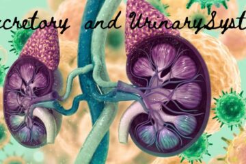The Powerful Guide to The Excretory and Urinary System 8 Life-Saving Truths You Need to Know