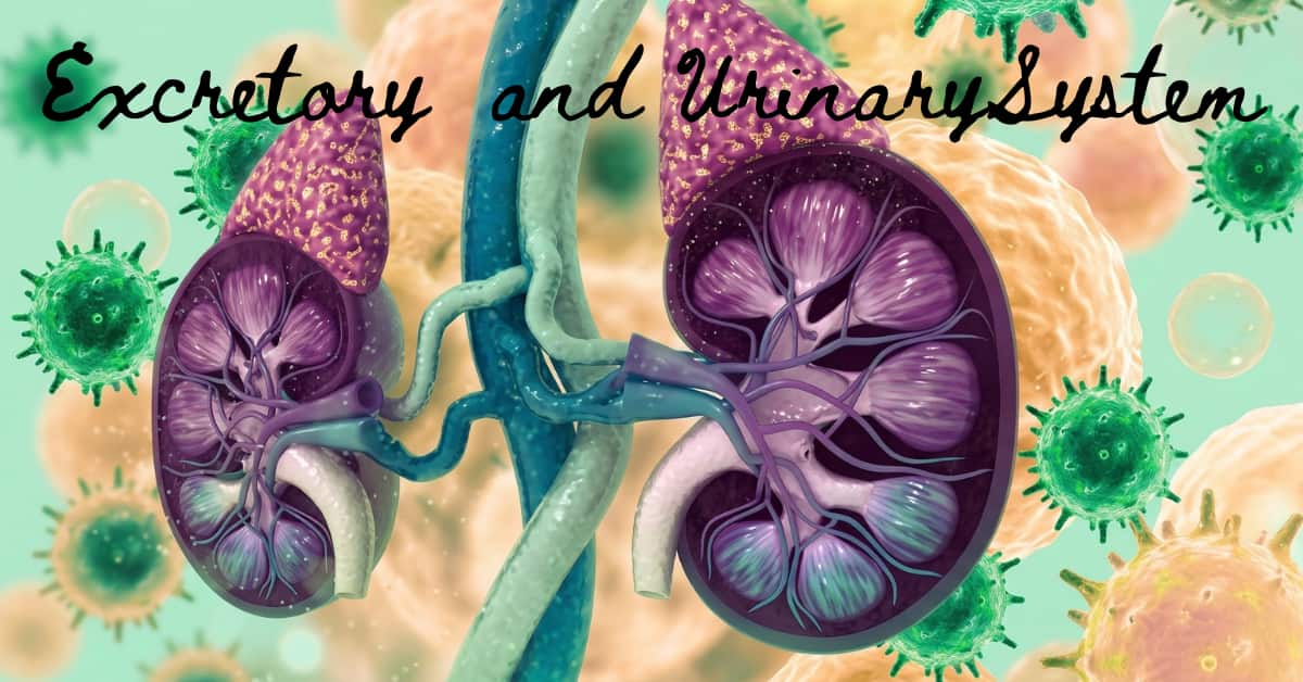 The Powerful Guide to The Excretory and Urinary System 8 Life-Saving Truths You Need to Know