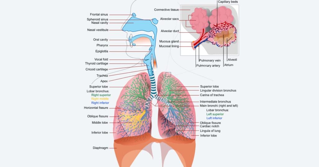 Why Is Respiratory system Health So Important?